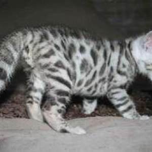 A-donner-chaton-tigre-bengal-urgemment