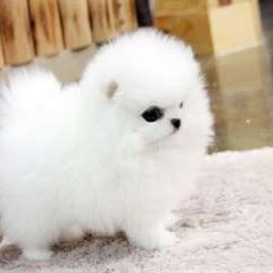 Donne-ce-chiot-Pomeranien-qui-fera-12kg-adulte